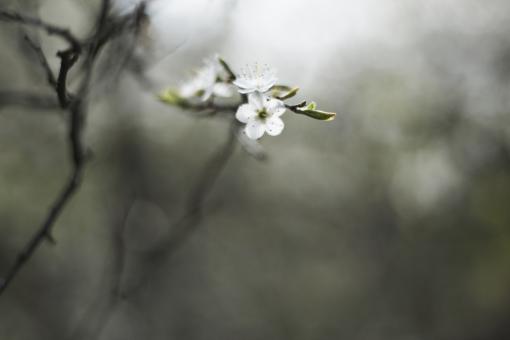 Cold Flowers - Free Stock Photo