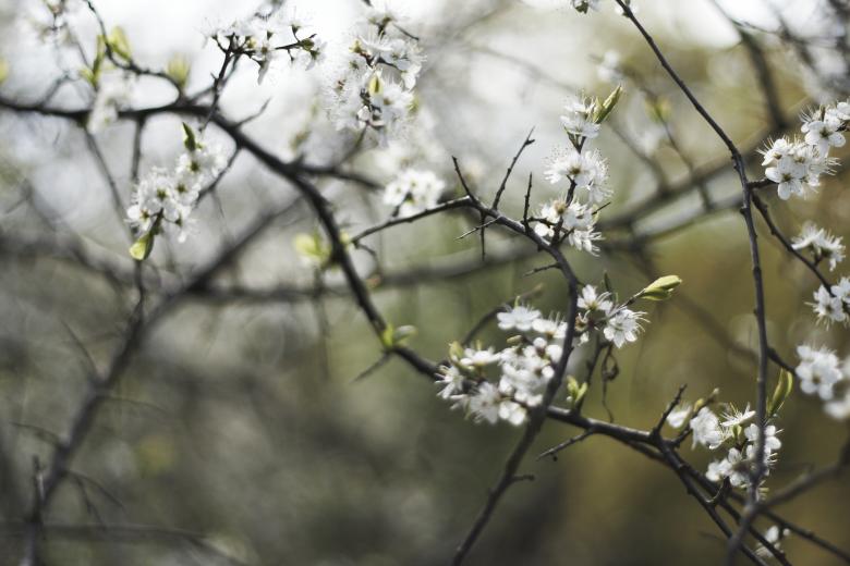 Free stock image of Cold Flowers created by AD
