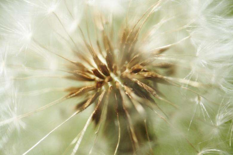 Free stock image of Swedish dandelion created by AD