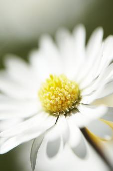 Swedish Summer - Free Stock Photo