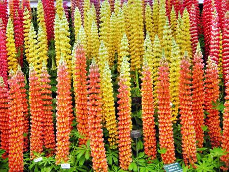 Prize Lupins - Free Stock Photo
