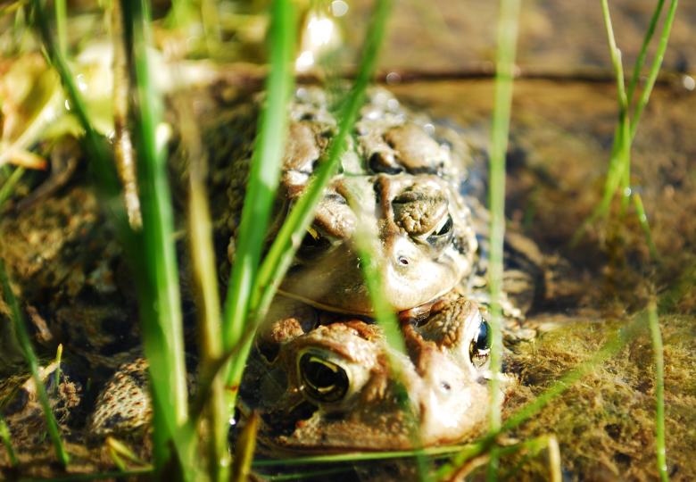 Free stock image of Toads to tadpoles created by Brad