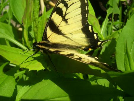 Free Stock Photo of ButterFly