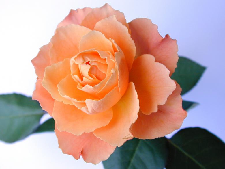 Free stock image of Flowring Rose created by freeimageslive
