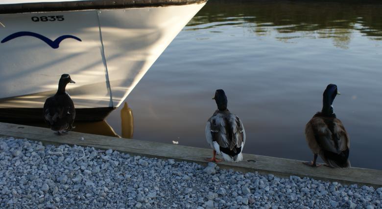 Free stock image of 3 Ducks created by Matthew
