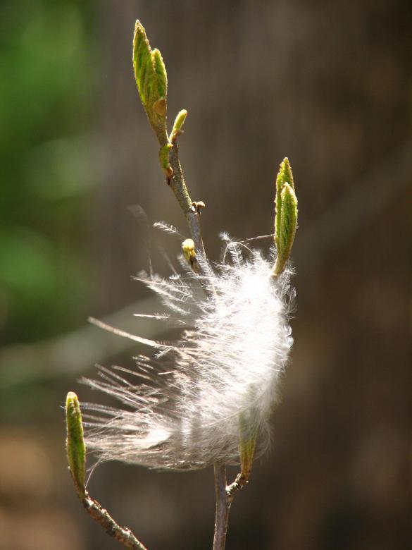 Free stock image of Lost Feathers created by Sarah Digh