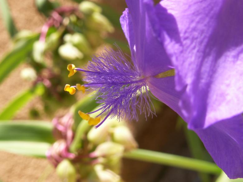 Free stock image of Feathery Blue Flower created by Doug Powell