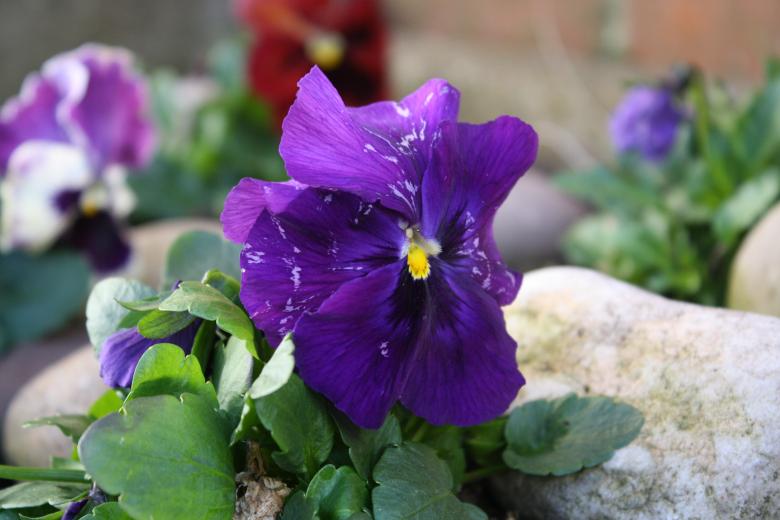 Free stock image of Purple Pansy created by jbbrwcky