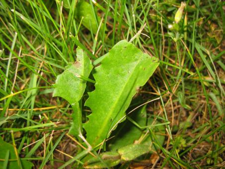 Green Leaves
