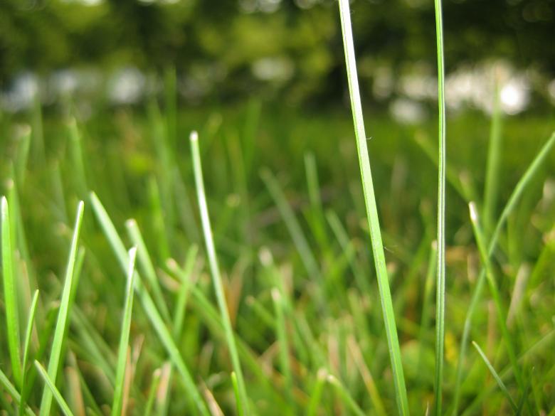 Free stock image of Green Grass created by John Boker