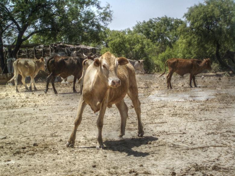 Free stock image of Farm Calf created by homero chapa