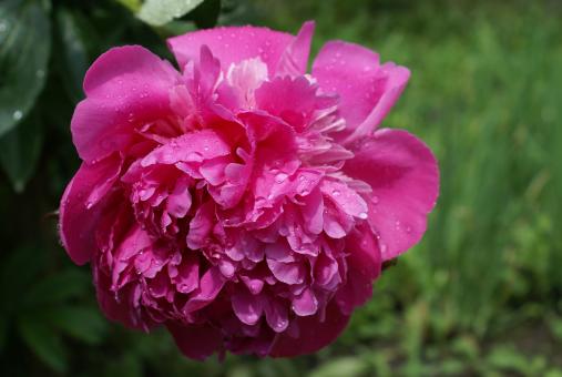 Pink Flower - Free Stock Photo