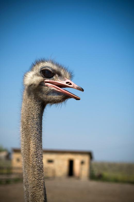 Free stock image of Ostrich created by shvydkova