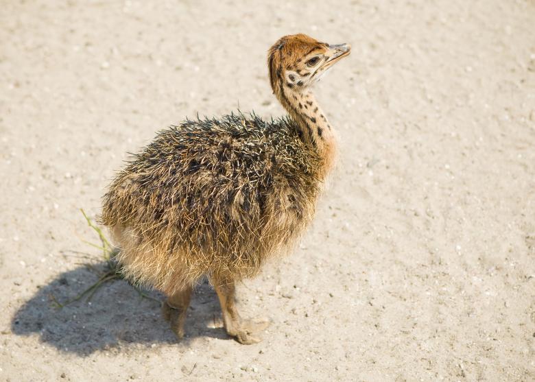 Free stock image of Young ostrich created by shvydkova