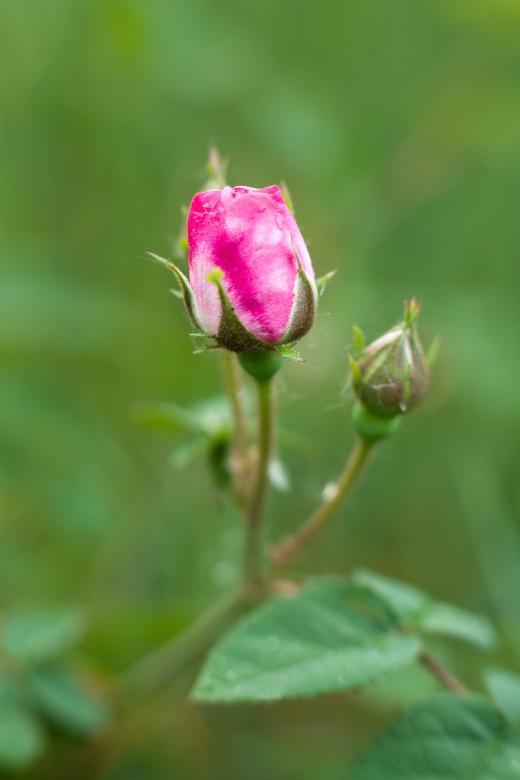 Free stock image of Pink roses created by shvydkova