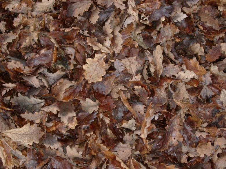 Free stock image of Autumn leaves created by Creativity103