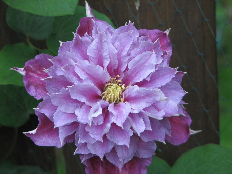 Free stock image of Clematis Close up created by Michael Haire