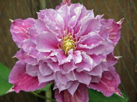 Clematis Close up - Free Stock Photo