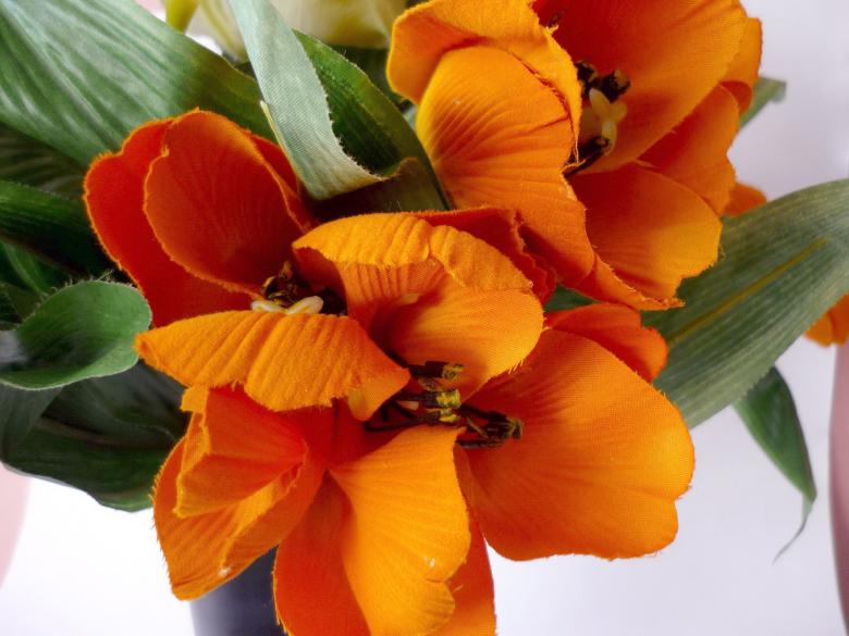 Free stock image of Orange Tulips created by Bilal Aslam
