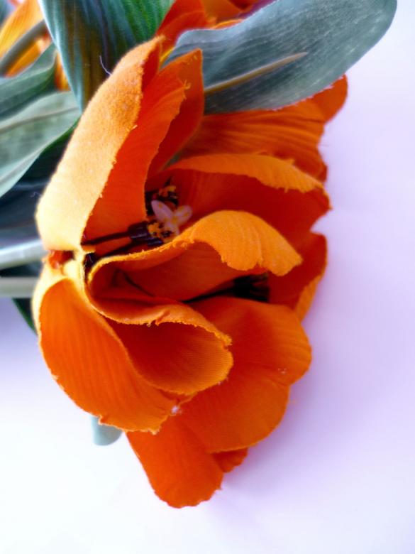 Free stock image of Orange Tulips created by Bilal Aslam