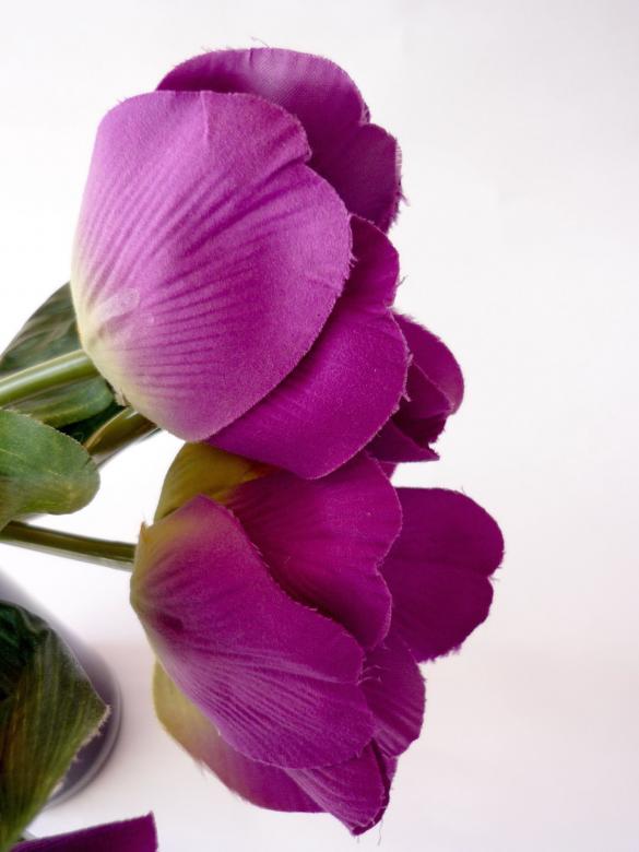 Free stock image of Purple Flowers created by Bilal Aslam