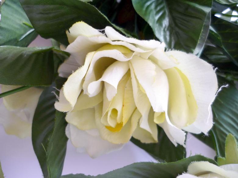 Free stock image of White Rose created by Bilal Aslam
