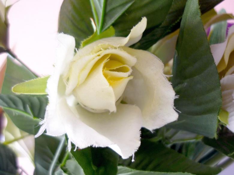 Free stock image of White Rose created by Bilal Aslam