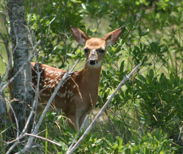 Free stock image of Deer created by GusRomanPhotography