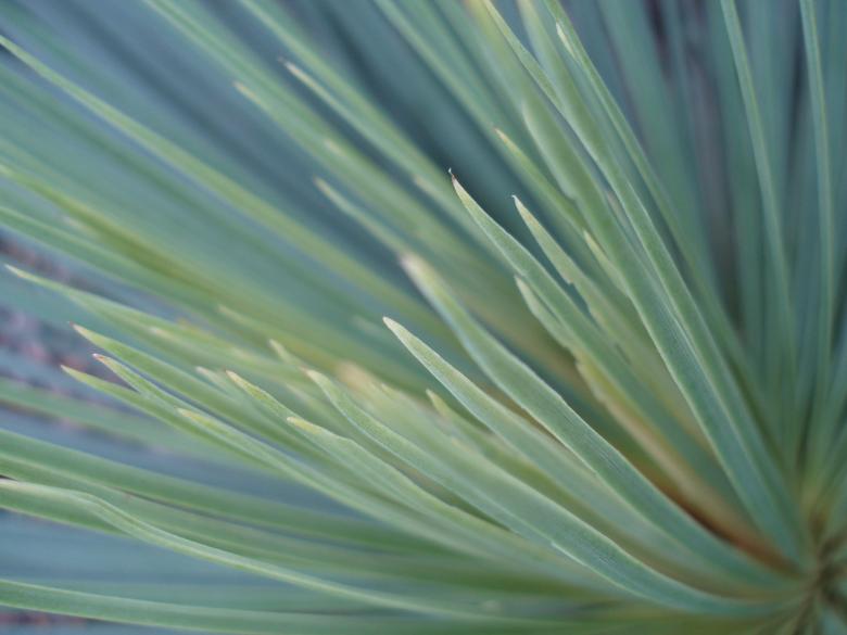 Free stock image of Green Fronds created by Creativity103