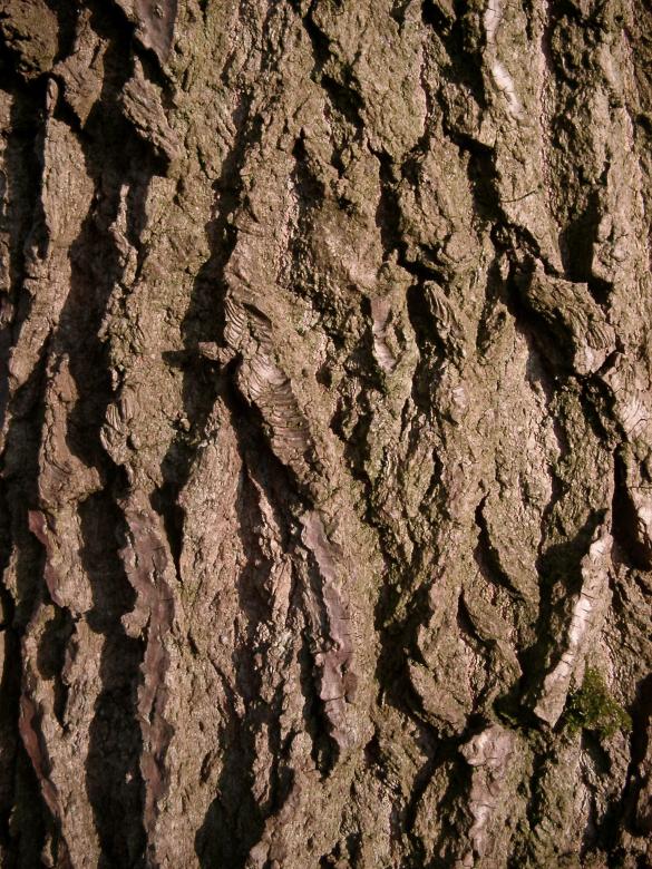 Free stock image of Tree Bark created by Creativity103