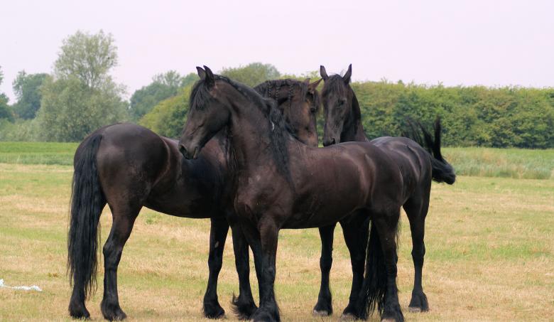 Free stock image of Horses in the Netherlands created by Theheijt