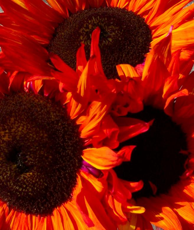 Free stock image of Flowers created by Deirdre Padilla