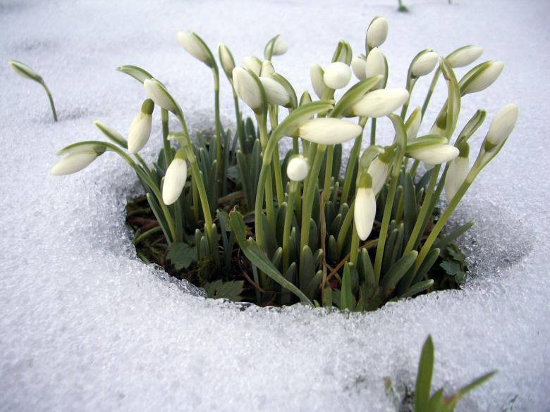 Free stock image of Snowdrop created by Eric PHILIPPE