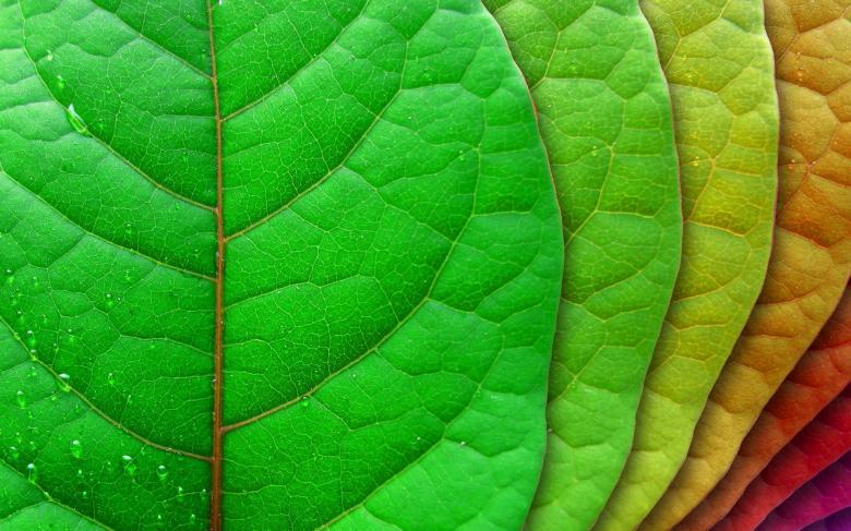 Free stock image of Leaves created by Lena