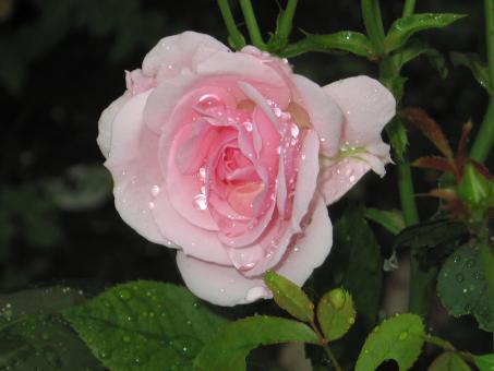 Free Stock Photo of Pink Rose