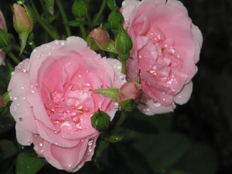 Free Stock Photo of Wet Roses
