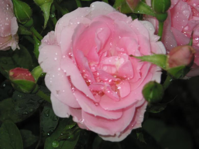 Free stock image of Pink Roses created by Matt Archibald