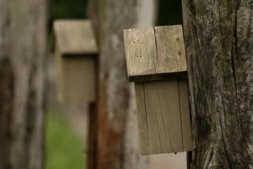 Free Stock Photo of BirdHouses