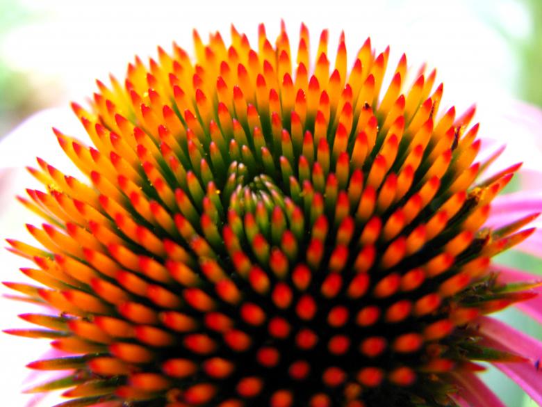 Free stock image of Garden Flowers created by Tony Ryta