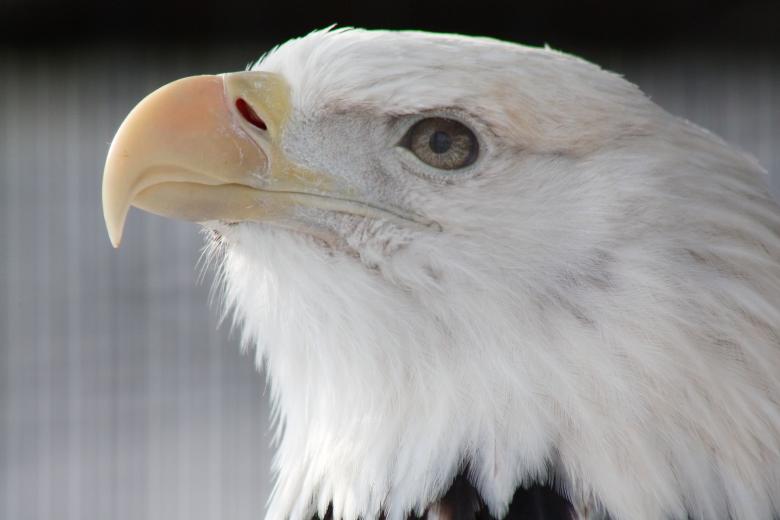 Free stock image of Bald Eagle created by Tony Ryta