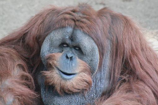 Male Adult Orangutan - Free Stock Photo
