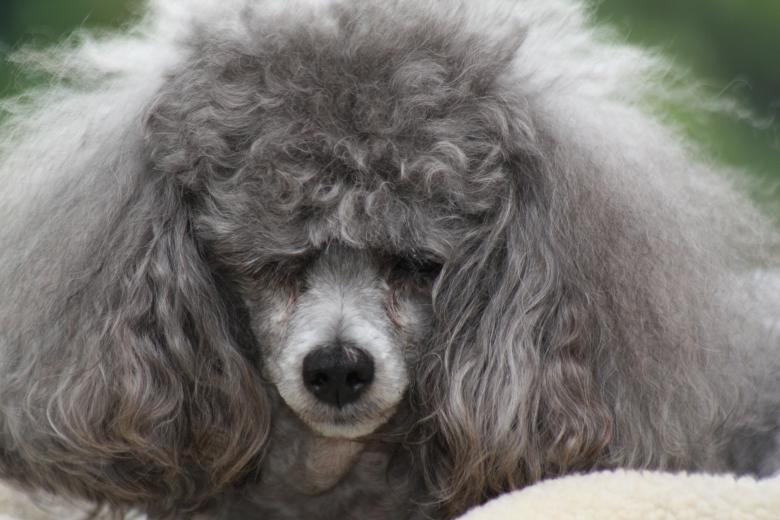 Free stock image of Toy Poodle with bad hair created by Tony Ryta
