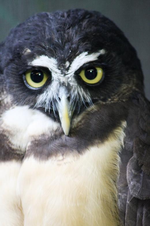 Free stock image of Owl created by Tony Ryta
