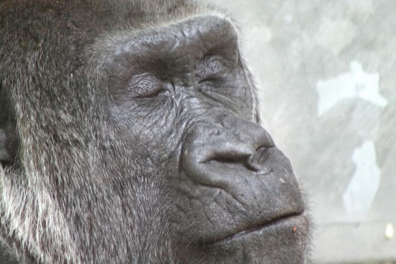 Free stock image of Gorilla created by Tony Ryta