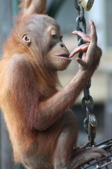 Baby Orangutan - Free Stock Photo