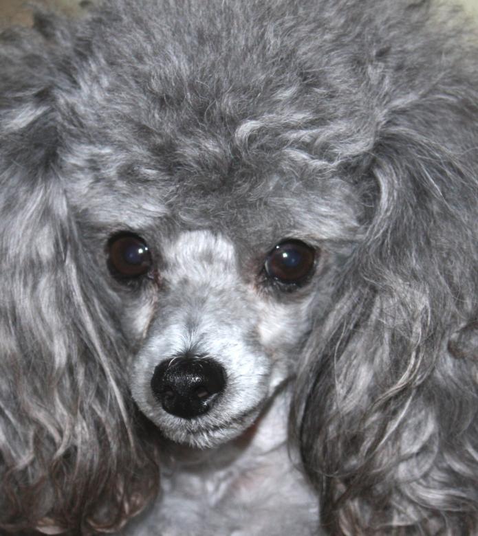 Free stock image of Toy Poodle created by Tony Ryta