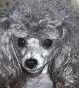 Toy Poodle - Free Stock Photo