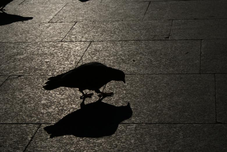 Free stock image of Pigeon created by Yilmaz