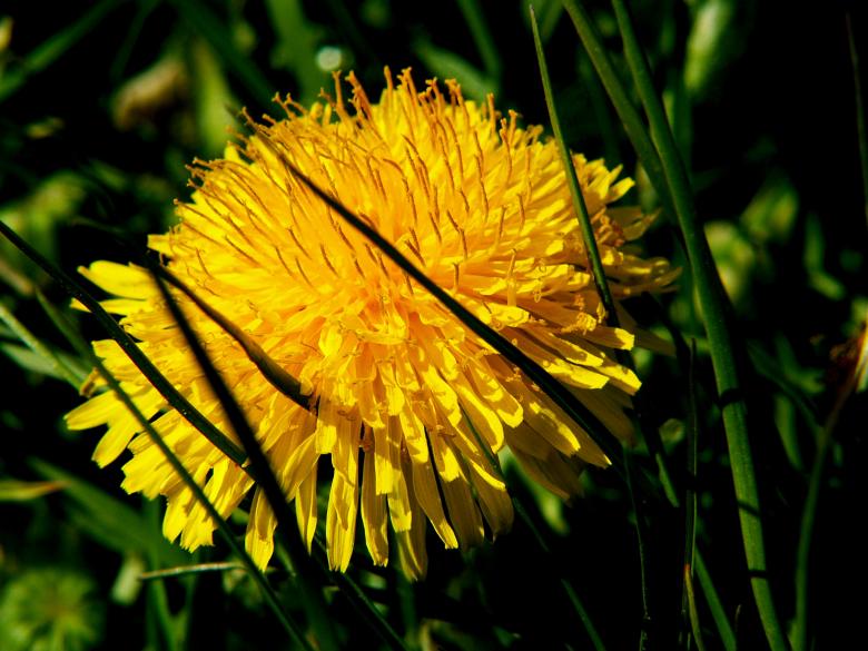 Free stock image of Yellow Flower created by Yilmaz