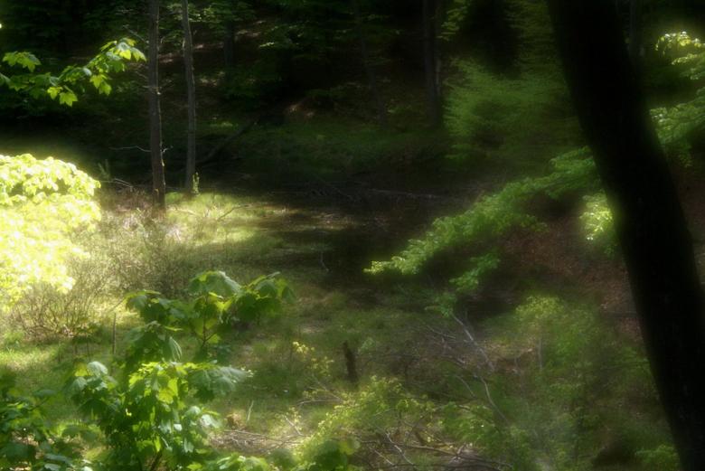 Free stock image of Forest created by Yilmaz